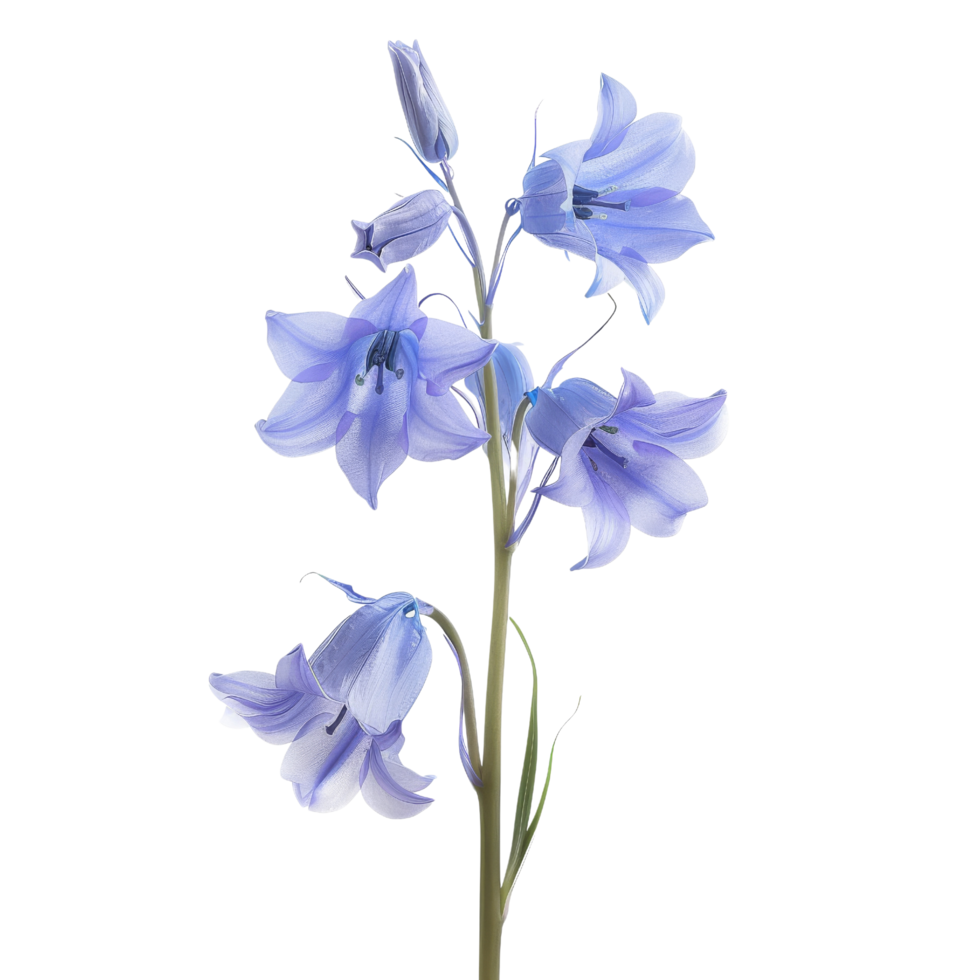 Bluebell Flower Stem Isolated png