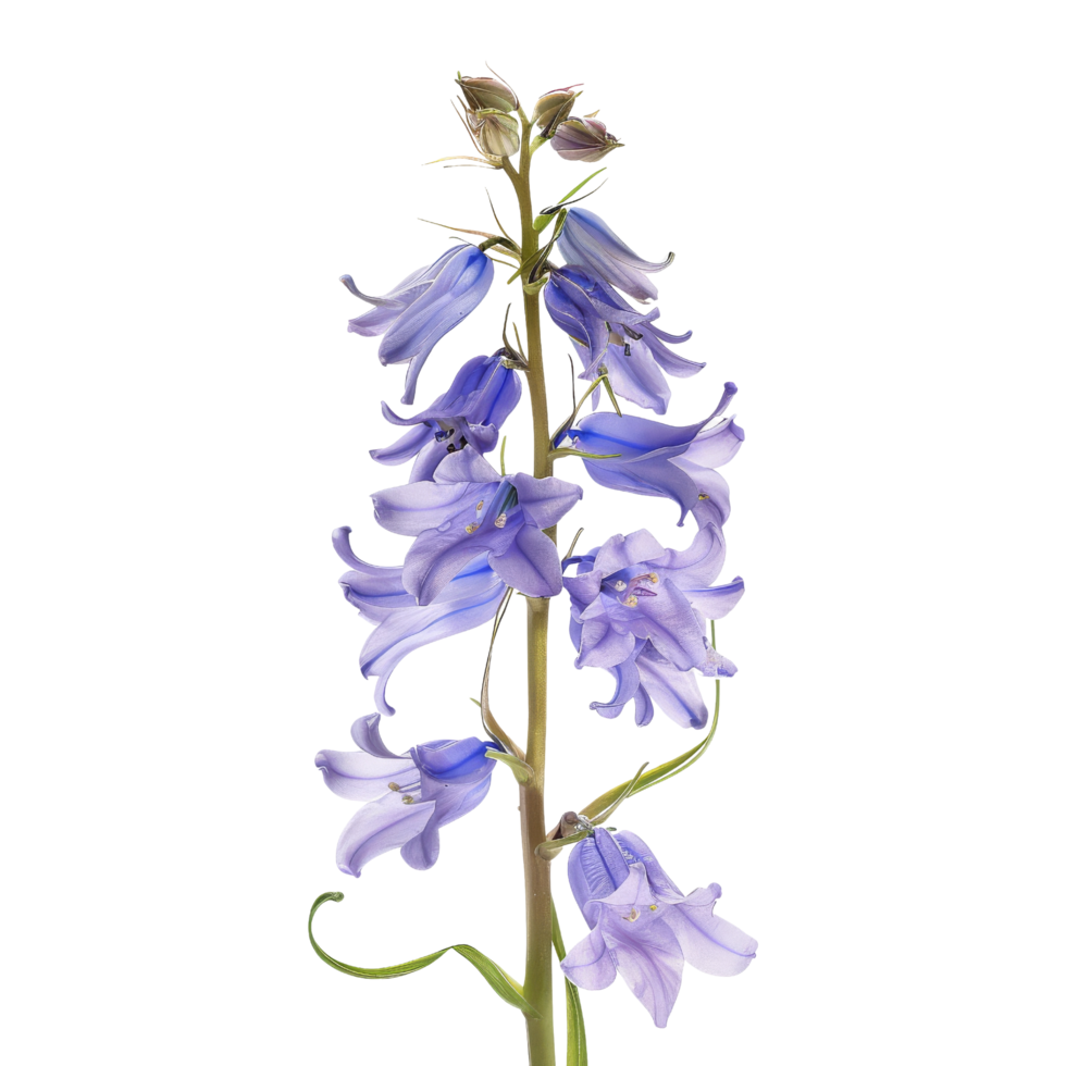 Bluebell flower Isolated png