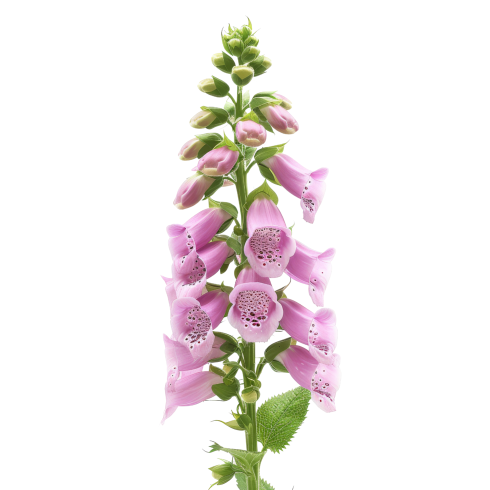 Pink Foxglove Flowers Isolated png