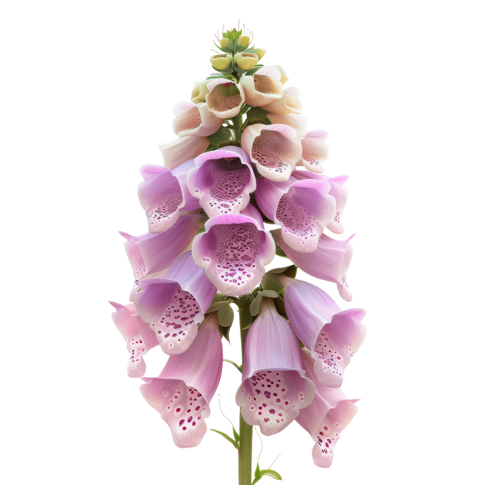 Pink Foxglove Flower Isolated png