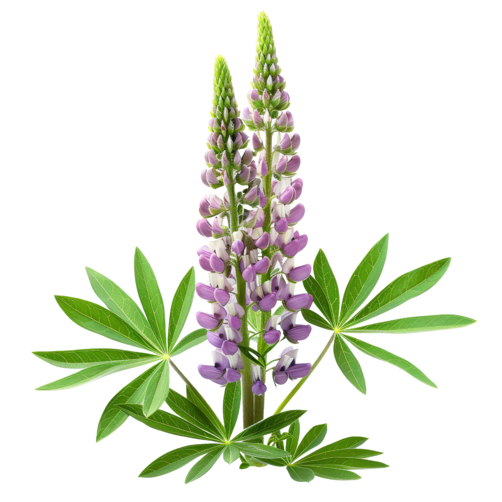 Purple and White Lupine Flower with Green Leaves png