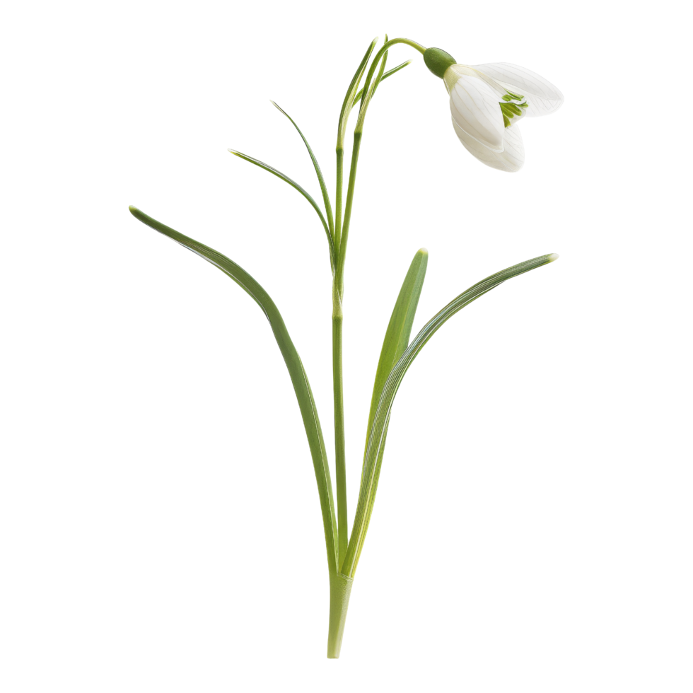 Single Snowdrop Flower with Green Leaves Isolated png