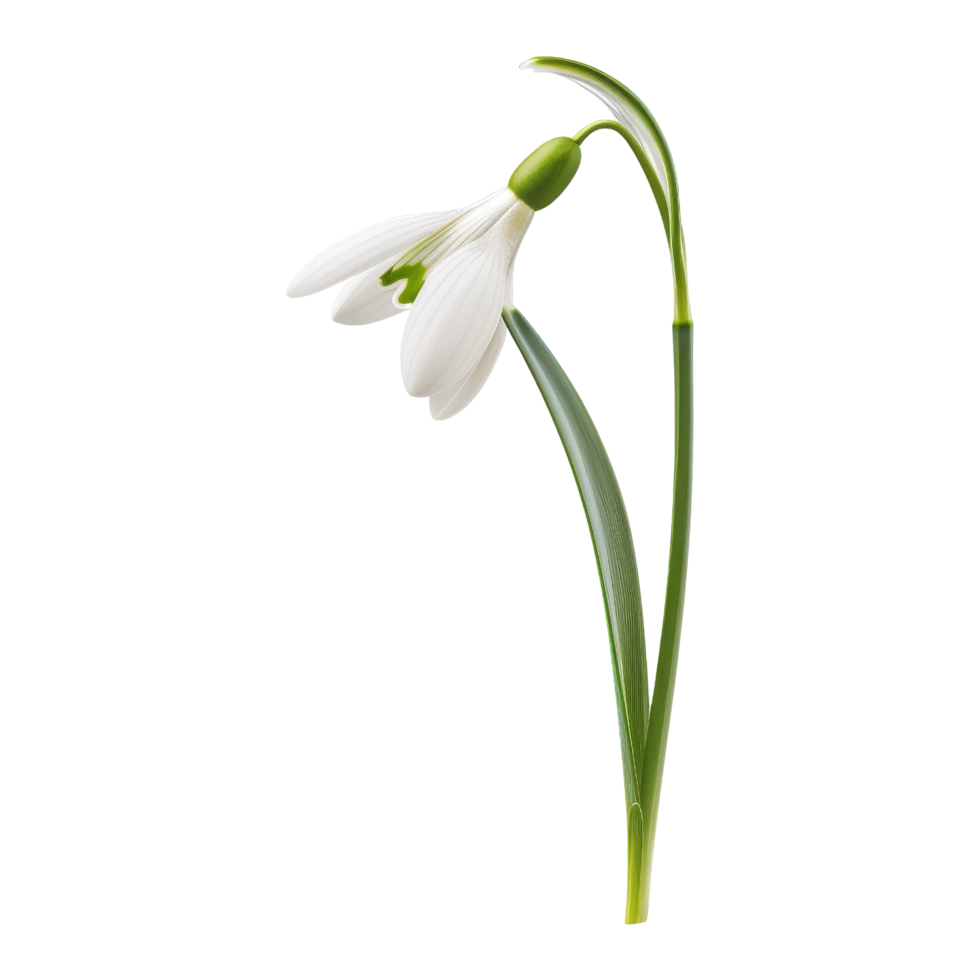 White Snowdrop Flower with Green Stem png