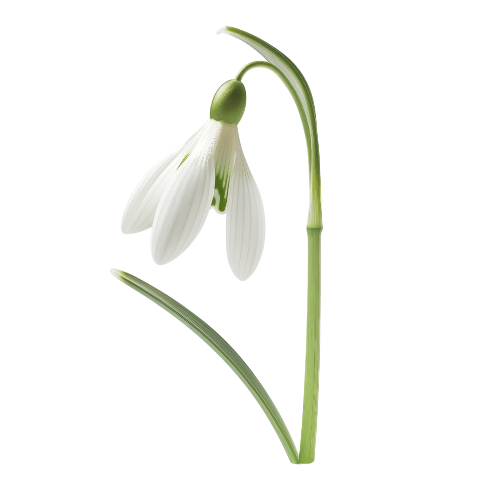 Single Snowdrop Flower Isolated png