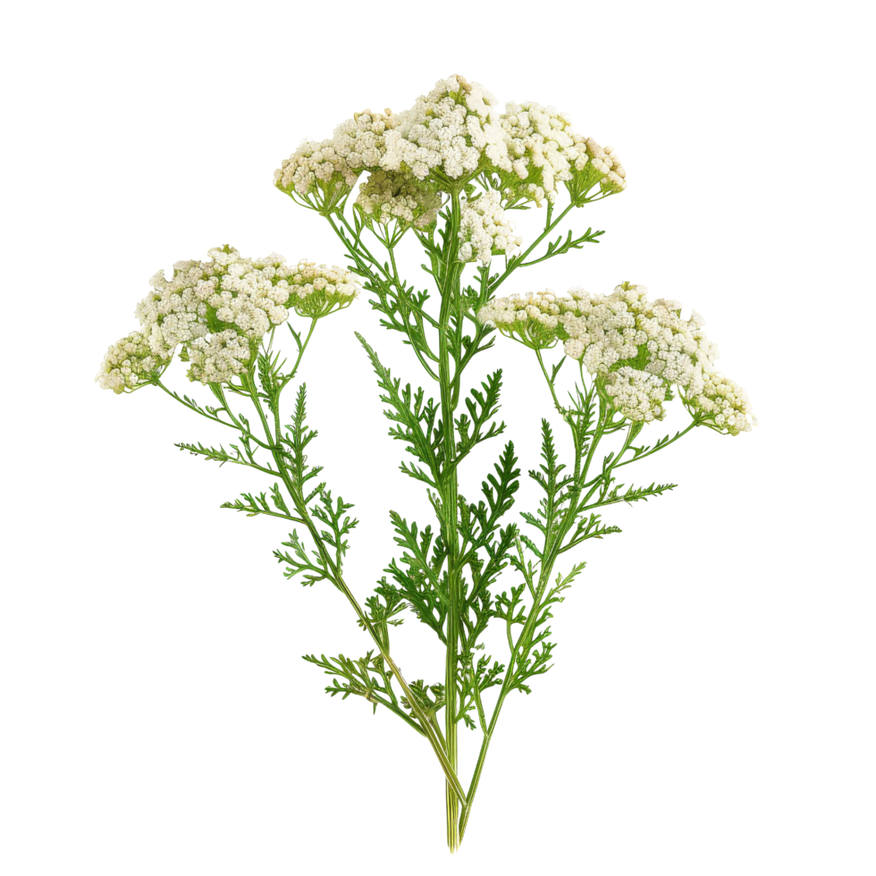 White Yarrow Flowers png