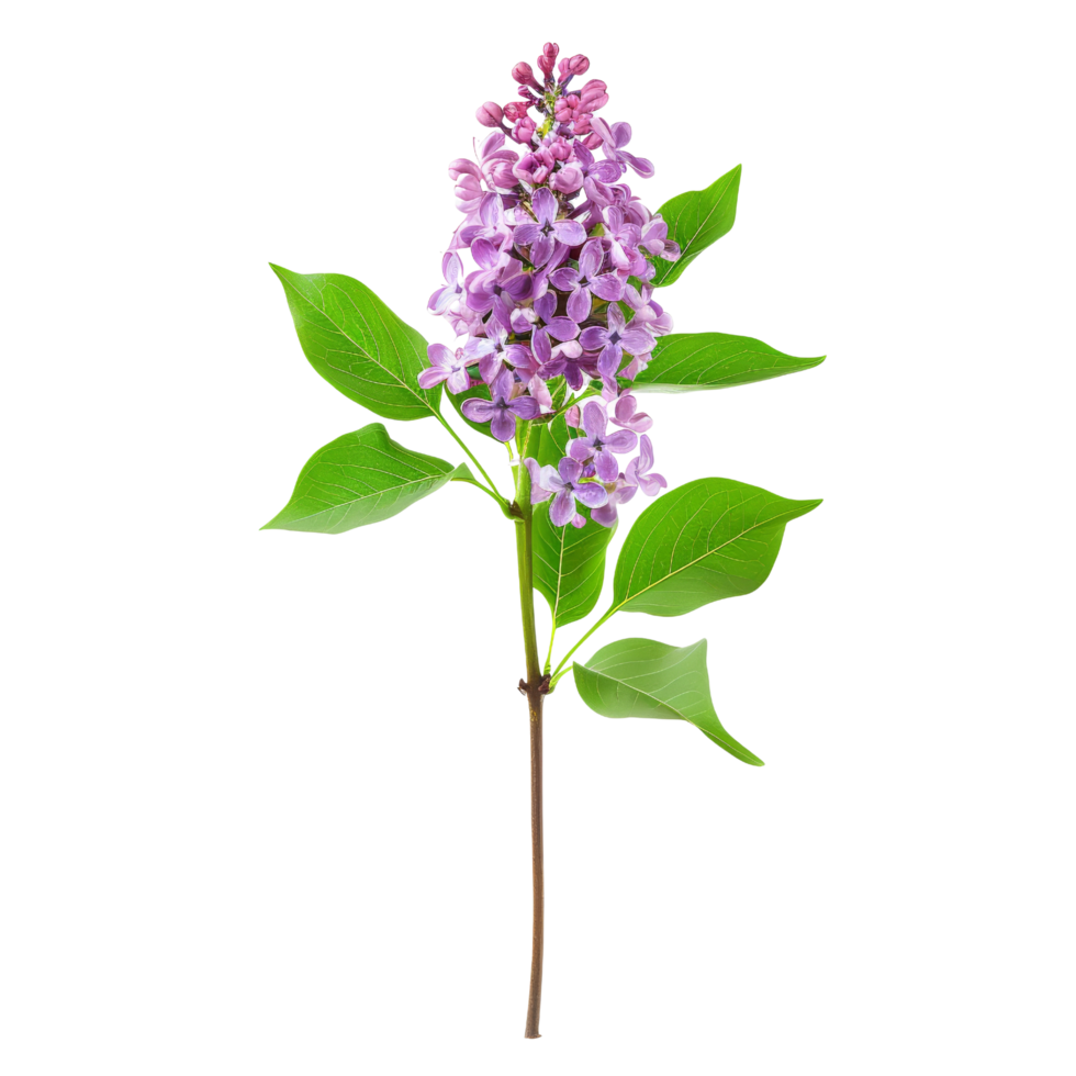 Lilac Branch with Purple Flowers and Green Leaves png