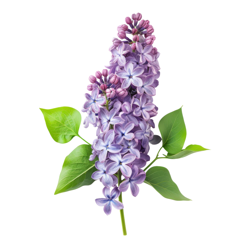 Lilac Flowers with Green Leaves Isolated png