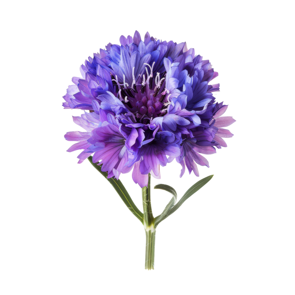 Purple Cornflower Isolated png