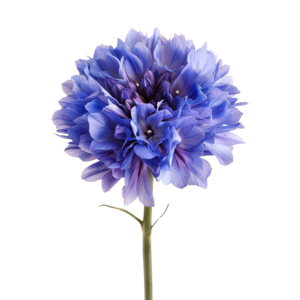 Blue Flower Isolated png