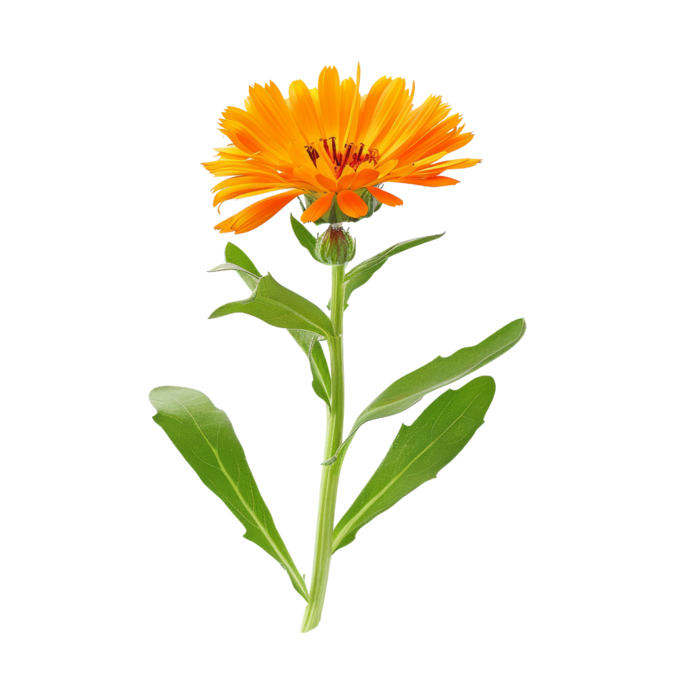 Calendula Flower Isolated png