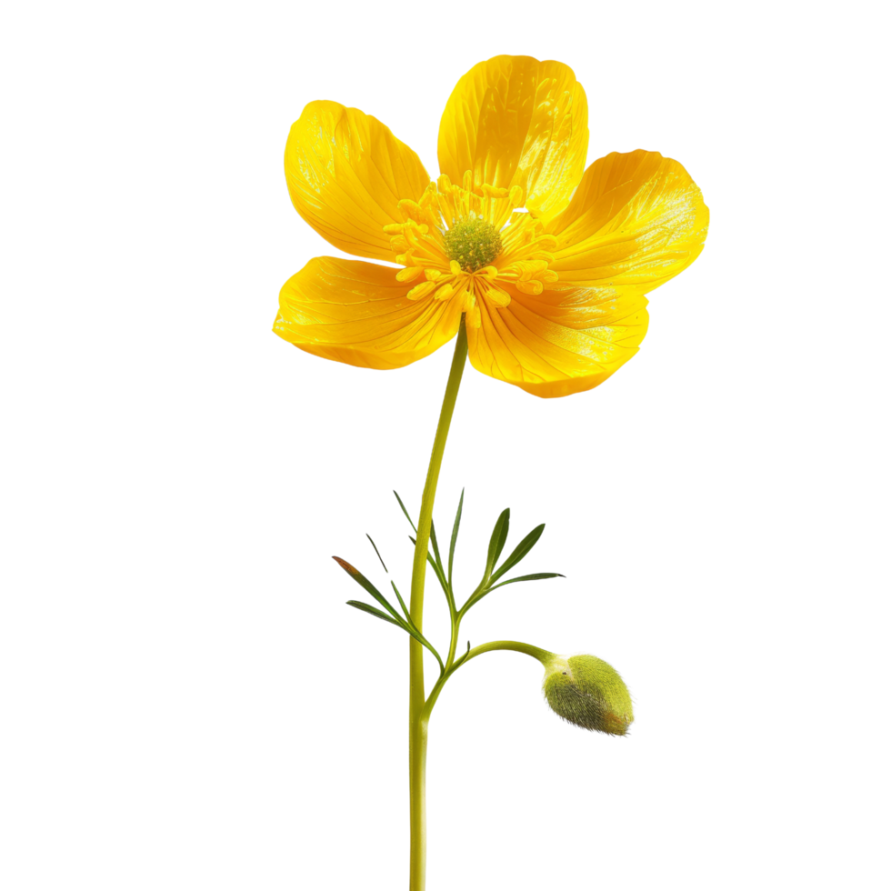 Single Yellow Buttercup Flower Isolated png