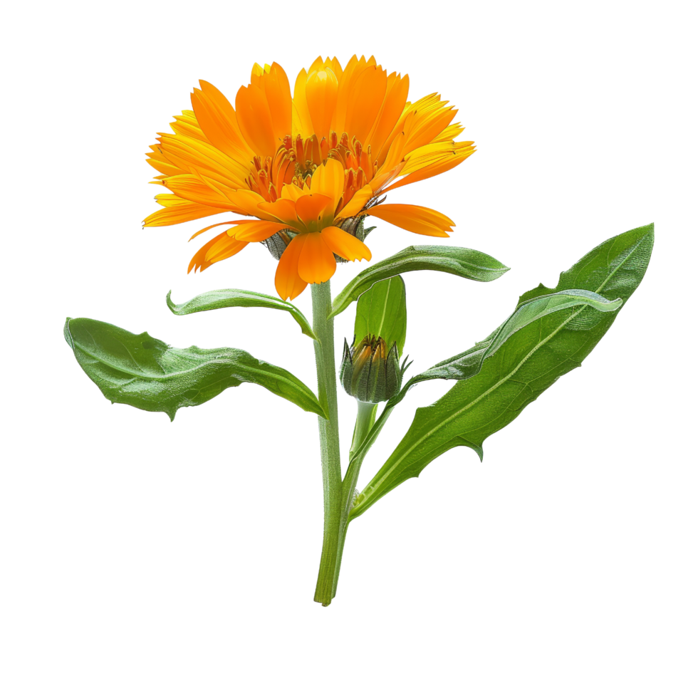 Calendula Flower with Bud and Green Leaves png