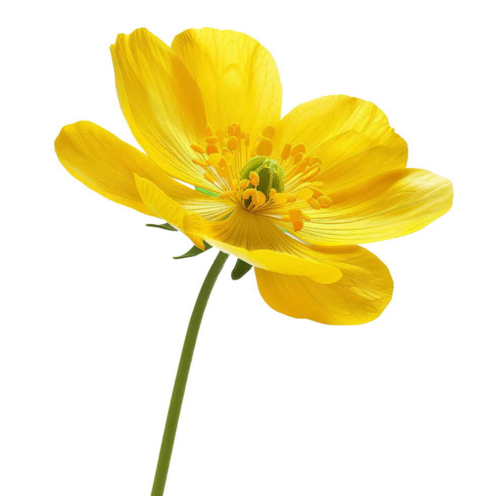 Single Yellow Wildflower Isolated png