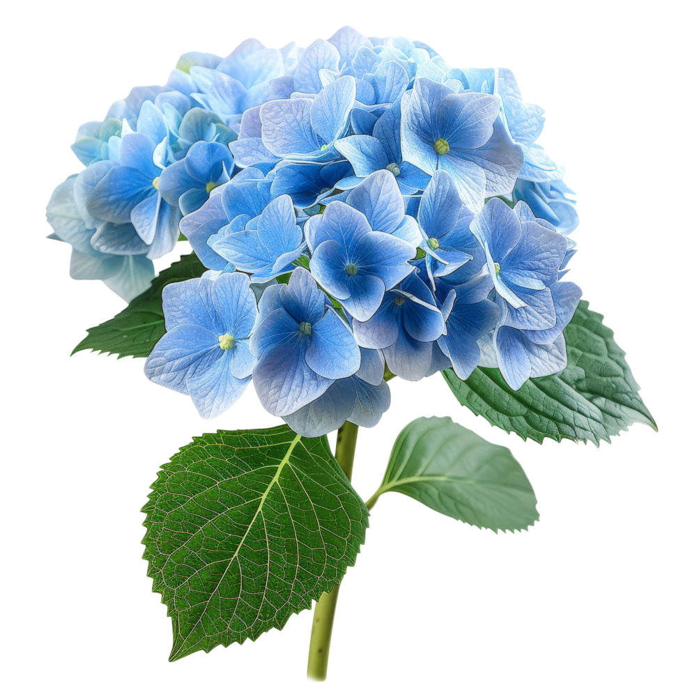 Blue Hydrangea Flower with Green Leaves png