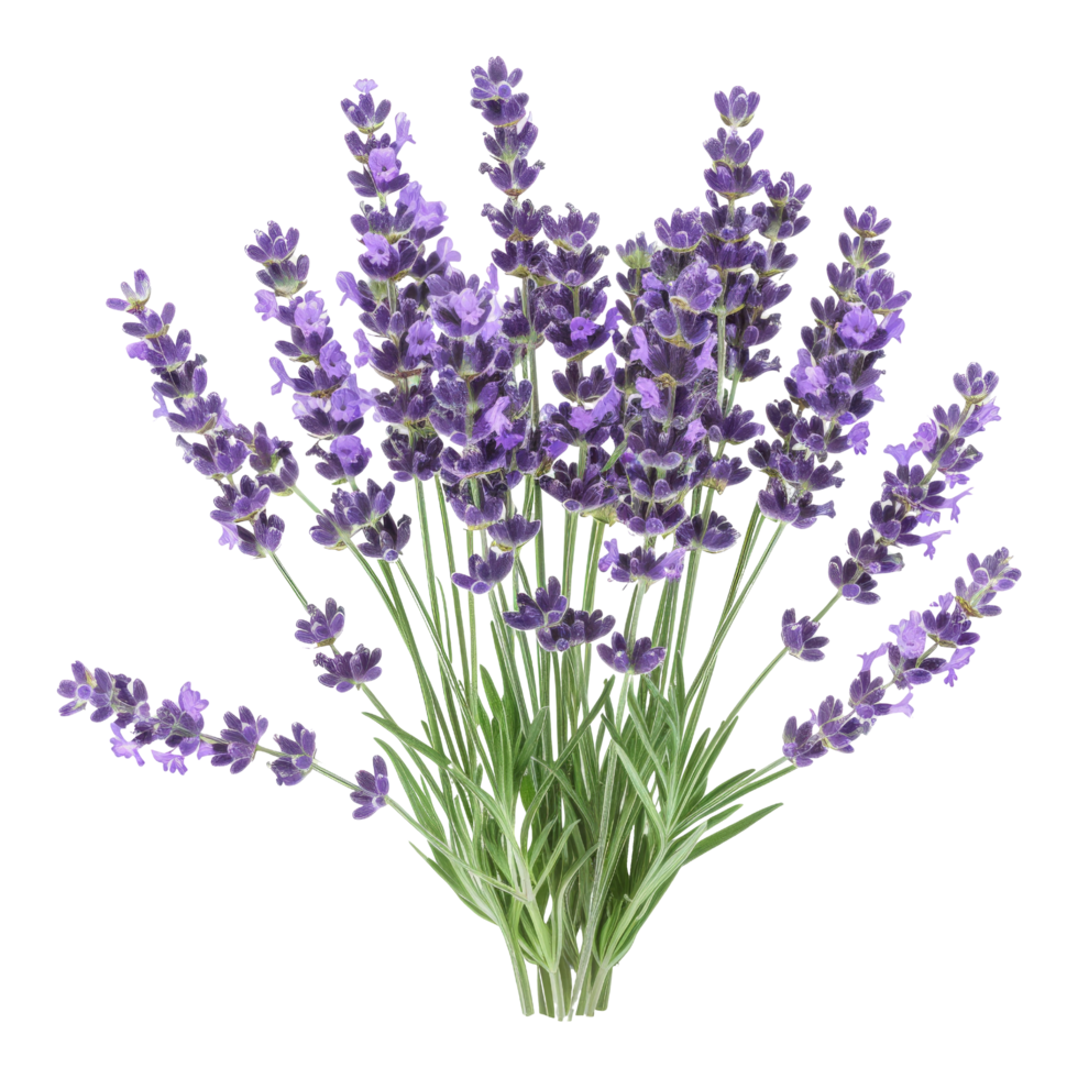 Lavender Flowers Bouquet png