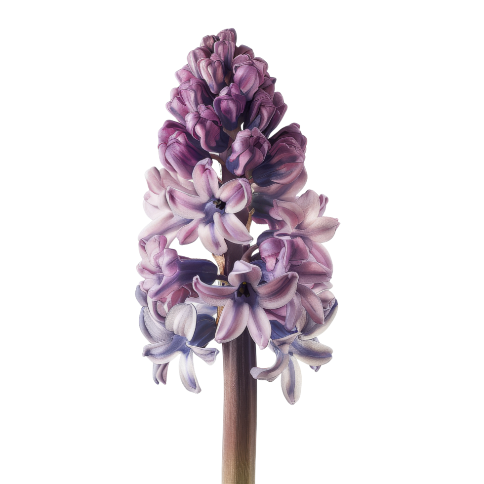 Purple Hyacinth Flower Close Up png