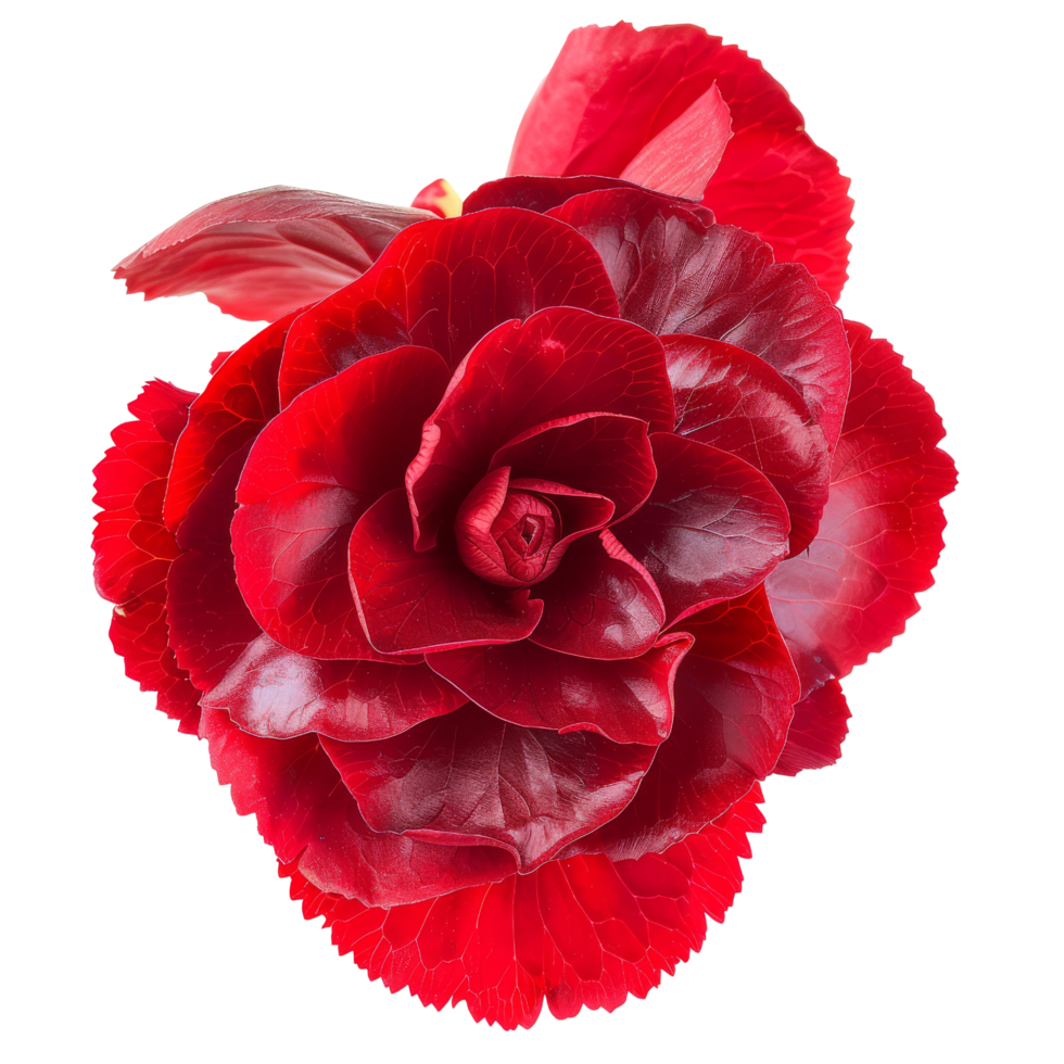 Red Begonia Flower png