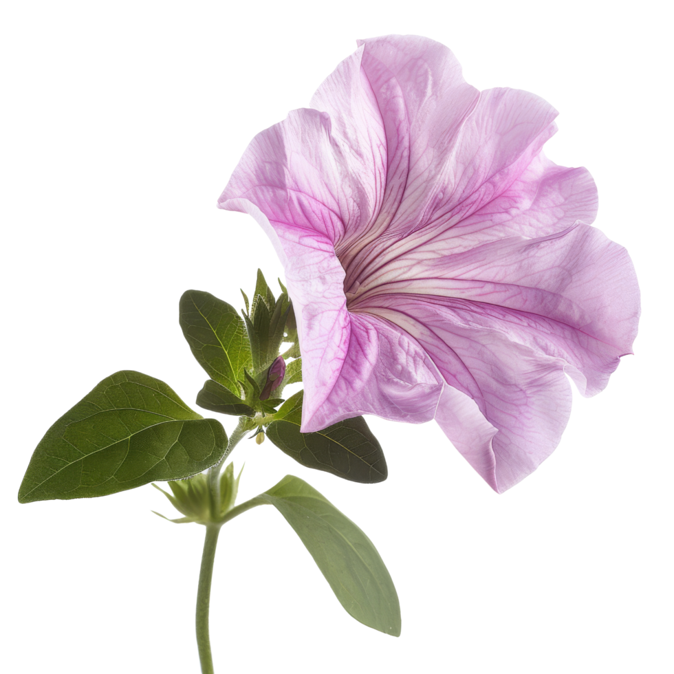Pink Petunia Flower with Green Leaves Isolated png