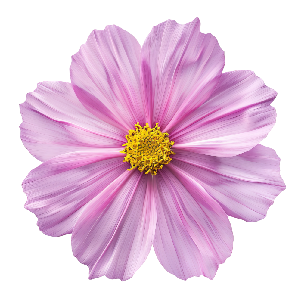 Pink Cosmos Flower Isolated png