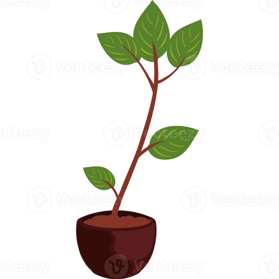 Plant in pot png