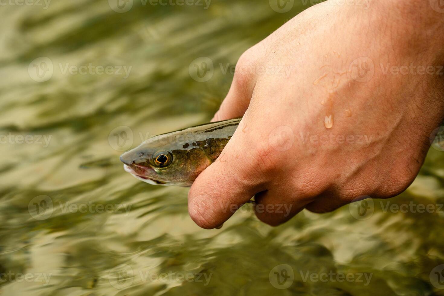 Close-up of a hand releasing a fish into the water photo
