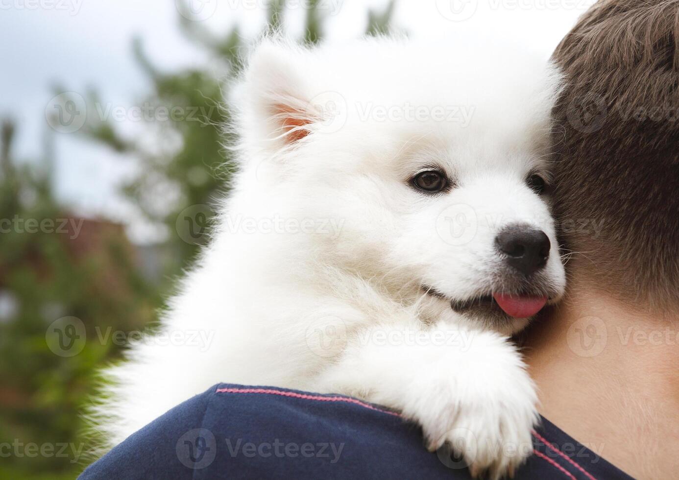 Boy holding Samoyed puppy in the summer garden photo