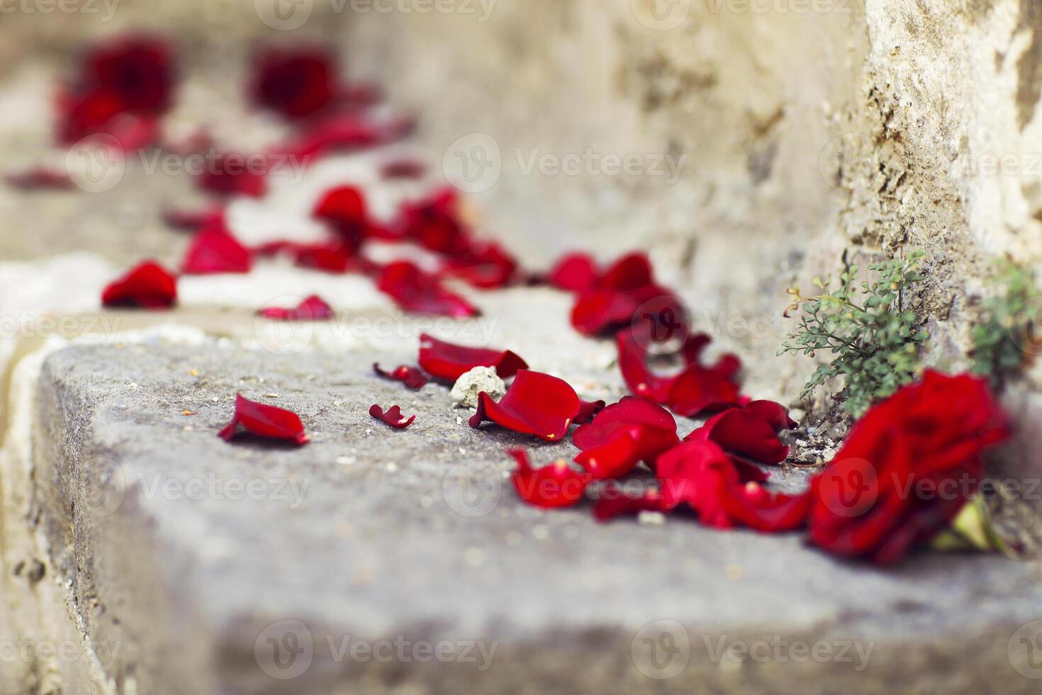 Red petals of the roses on the stone stairs photo
