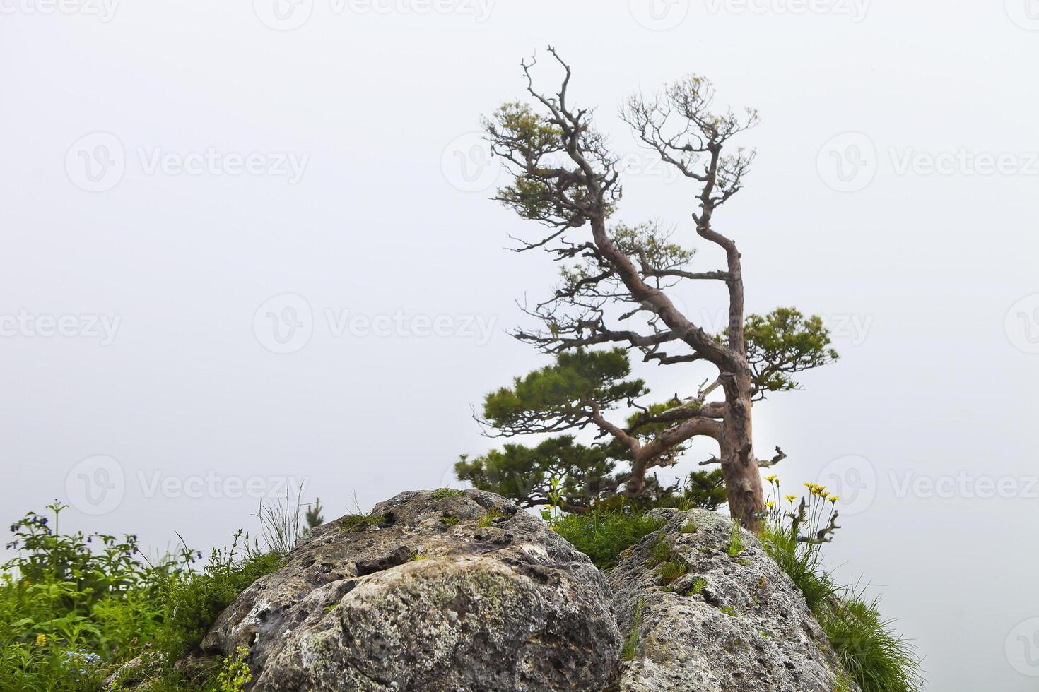 Lonely tree, Lagonaki, Caucasus, Russia photo
