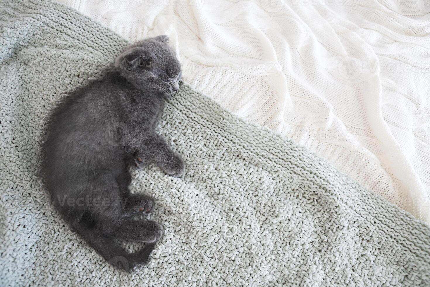 Grey purebred british kitten sleeps on blanket photo