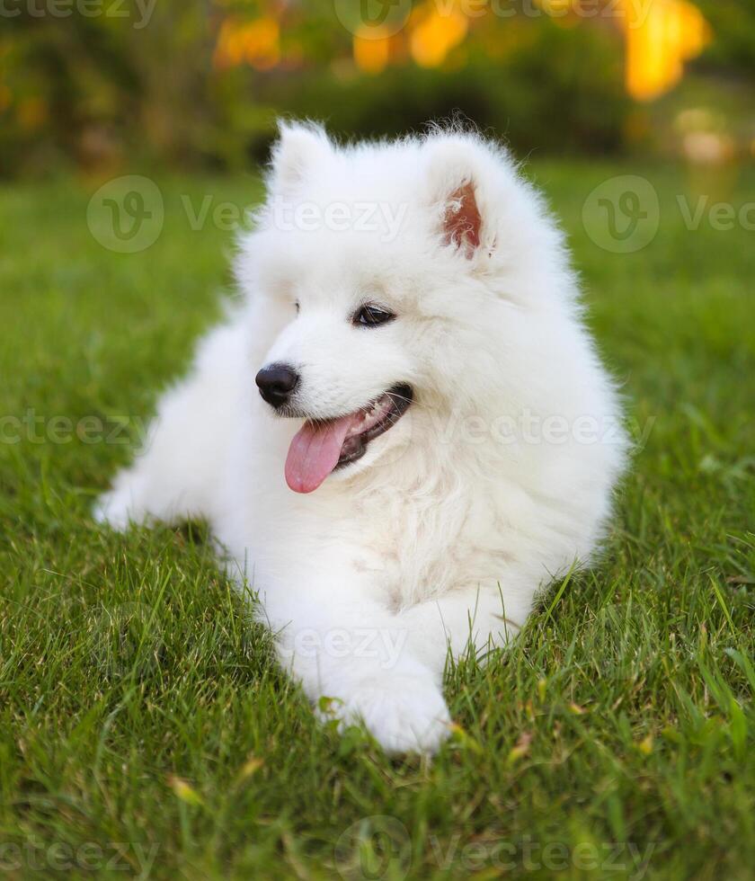 Funny Samoyed puppy in the summer garden photo