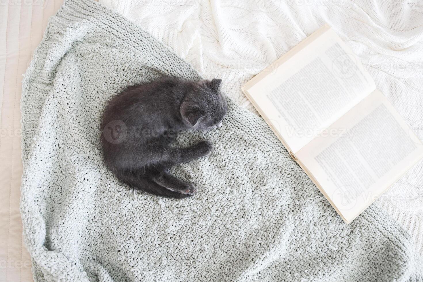 Grey purebred british kitten sleeps on blanket photo