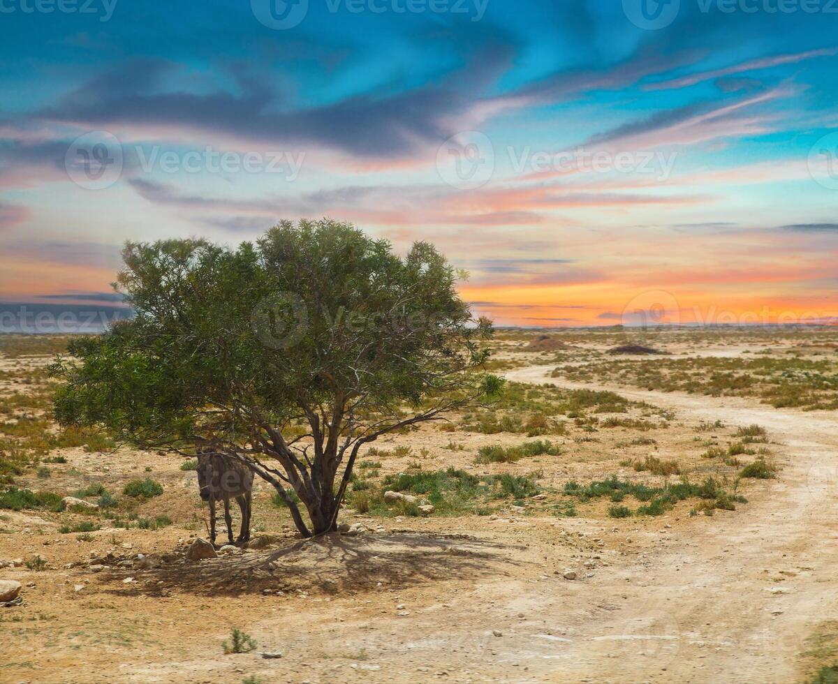 Tunisian landscape with lonely tree photo