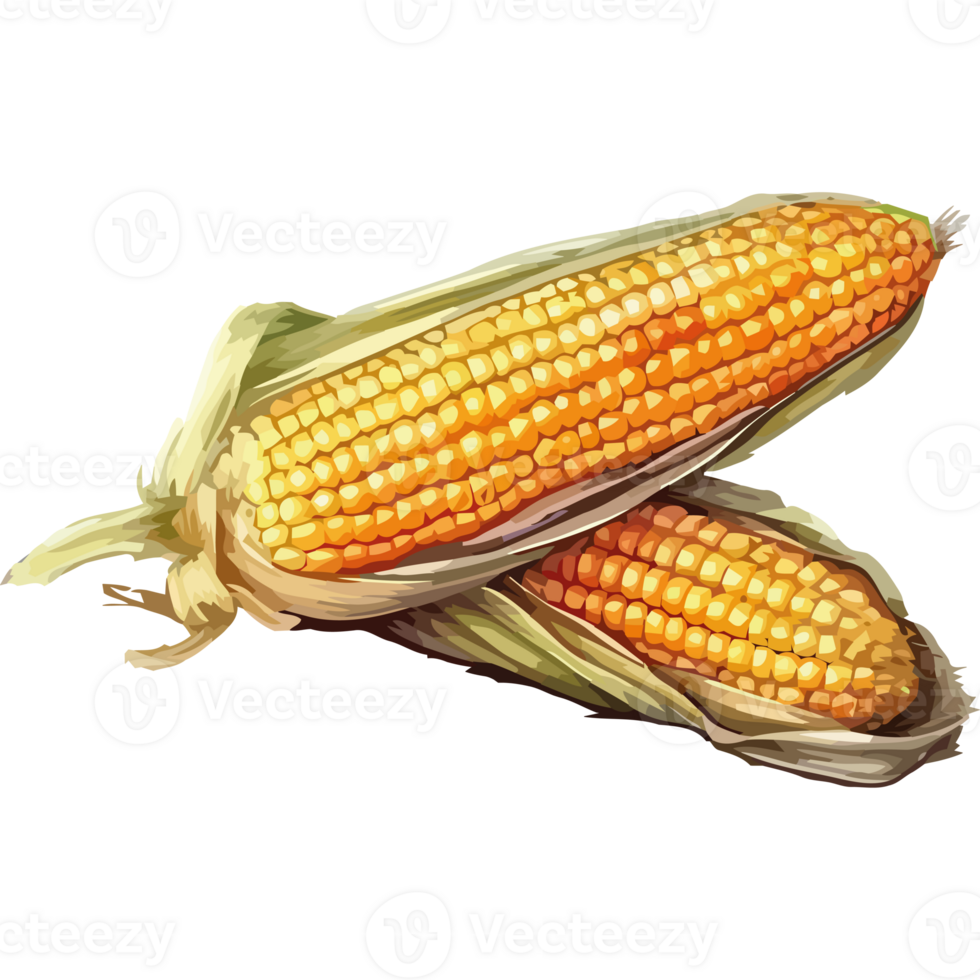 Corn on the cob png
