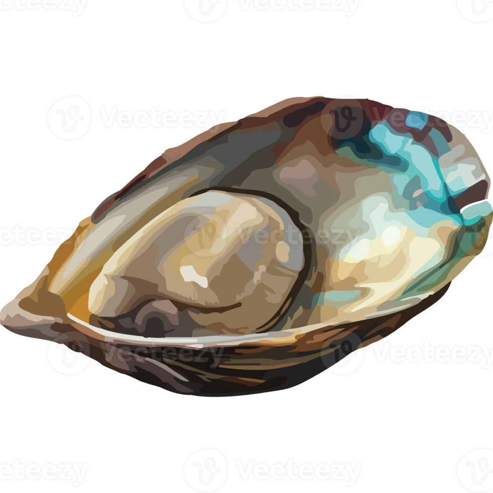 An illustration of an oyster shell png