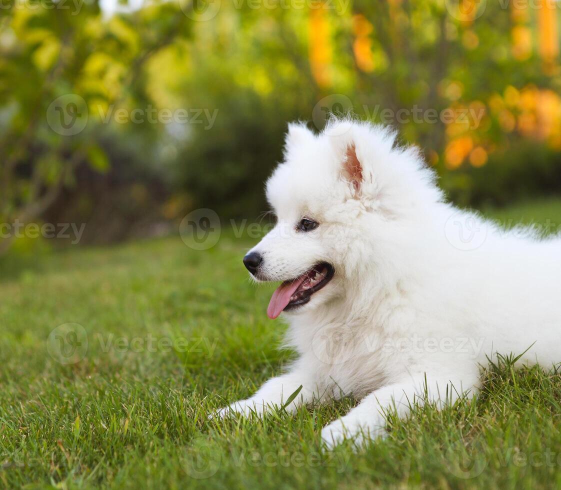 Funny Samoyed puppy in the summer garden photo