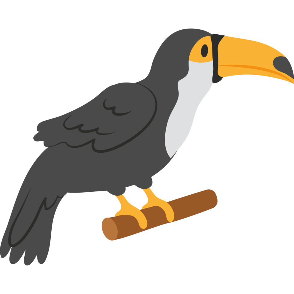 Toucan bird clipart png