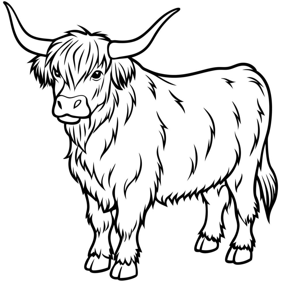 Highland cattle isolated vector