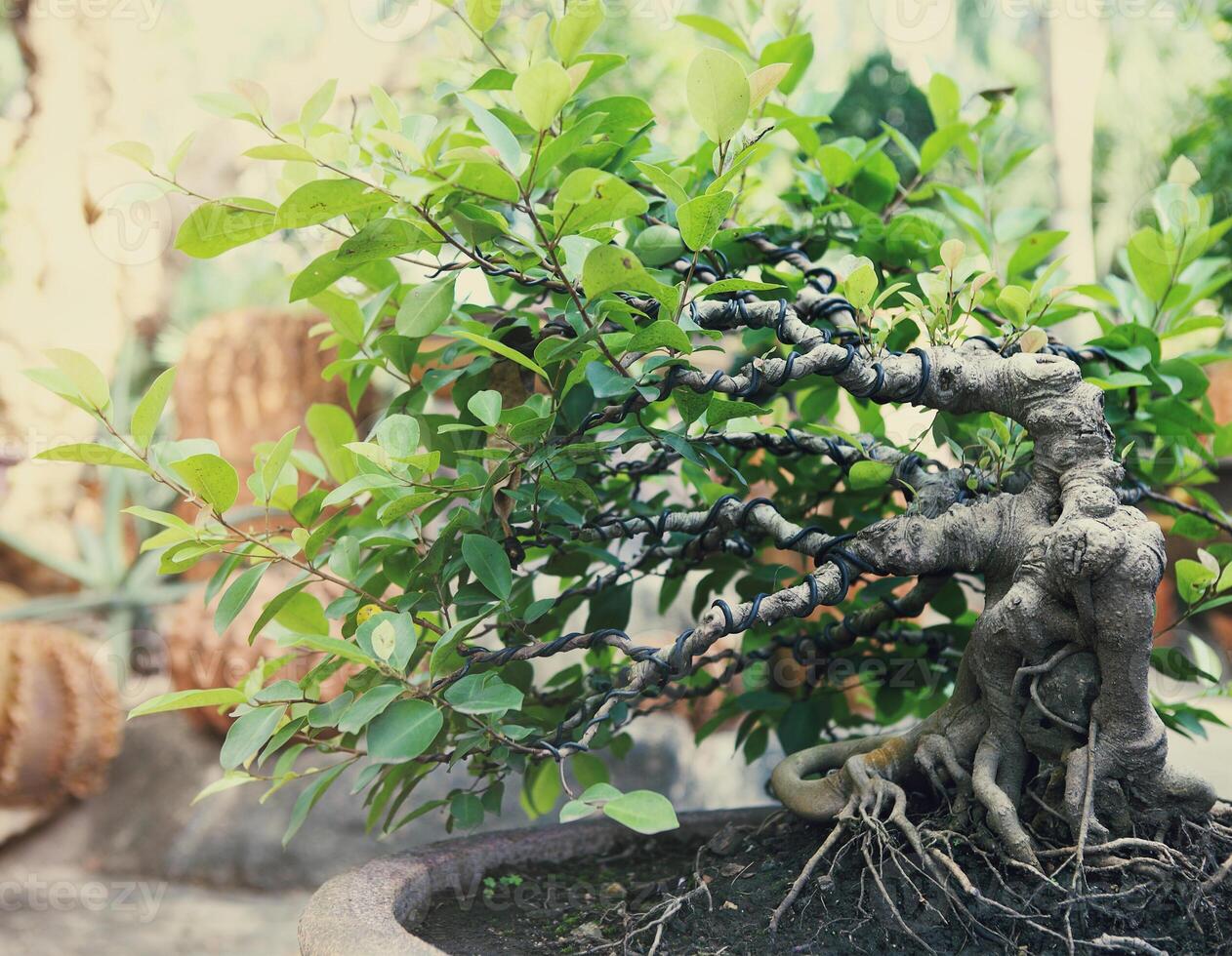 Bonsai tree outdoors photo