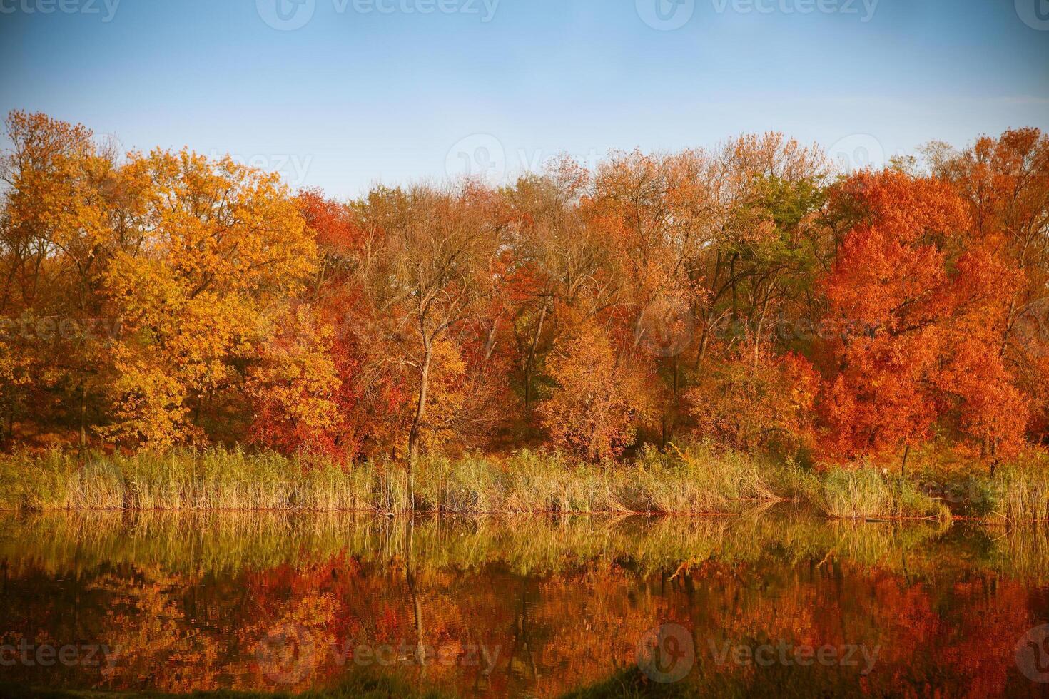 Bright colors of autumn in the park by the lake with ducks photo