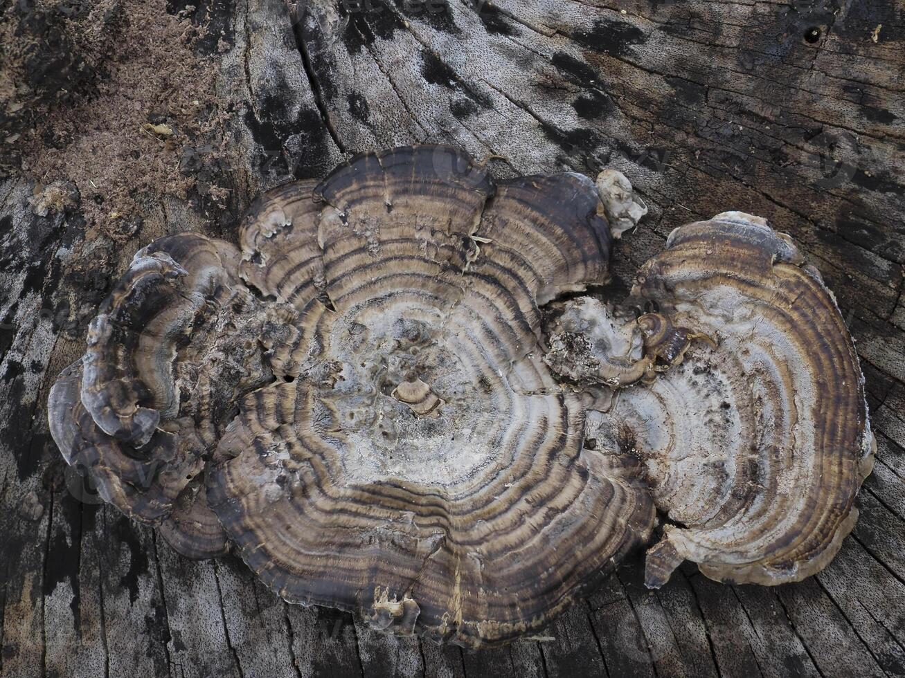 Mushrooms that grow on decaying logs photo