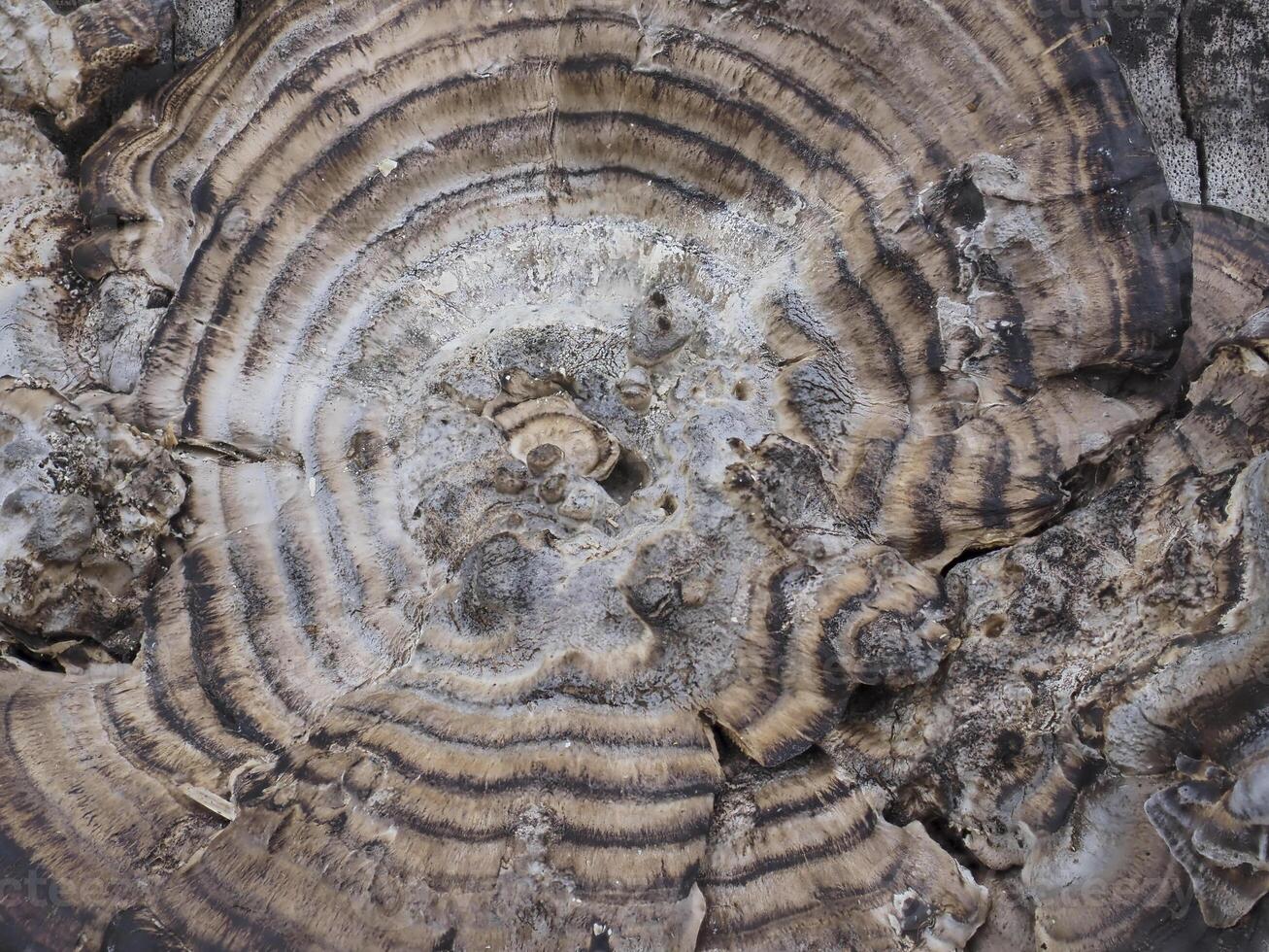 Mushrooms that grow on decaying logs photo