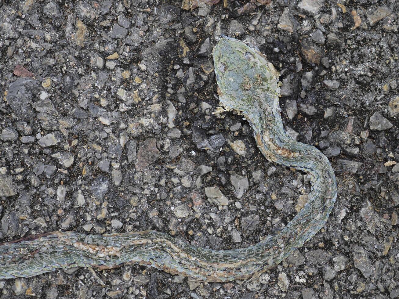 Snake corpse was crushed by a car on the road. photo