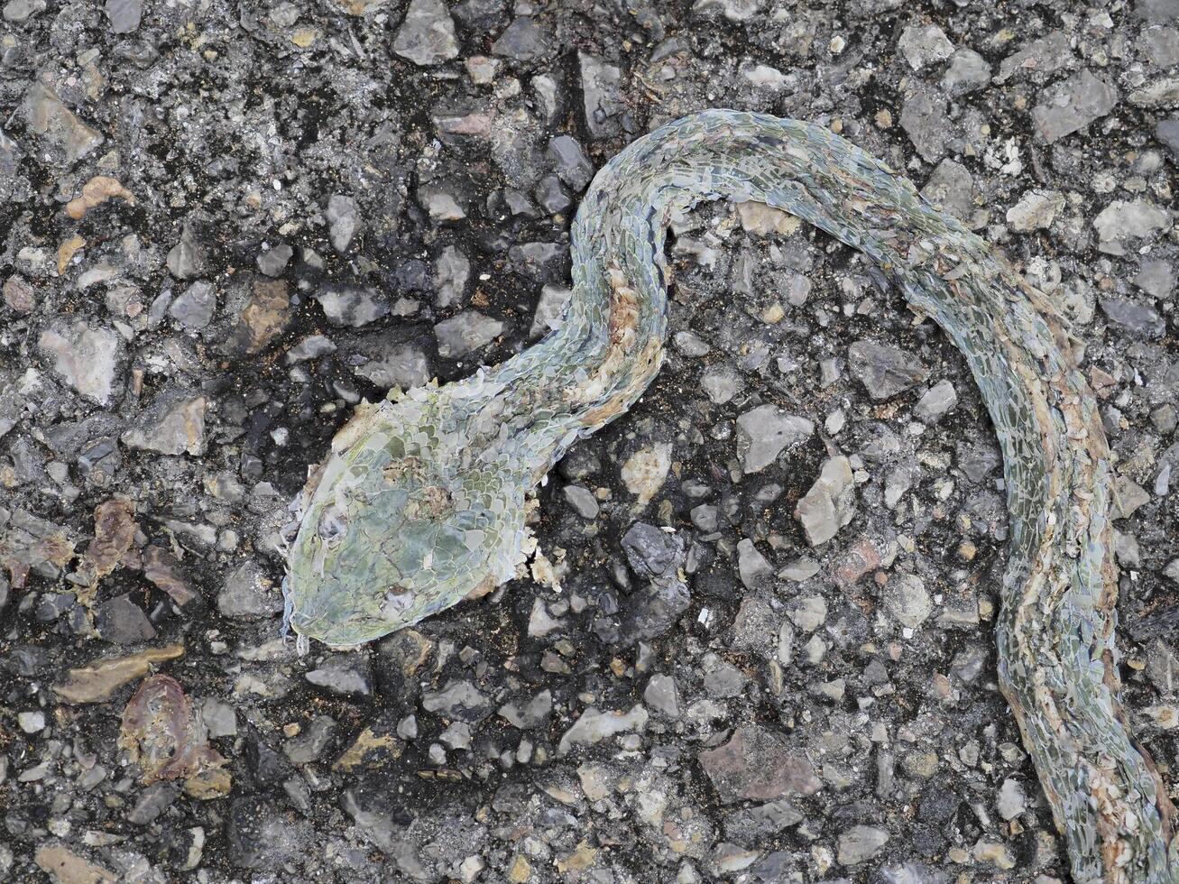 Snake corpse was crushed by a car on the road. photo
