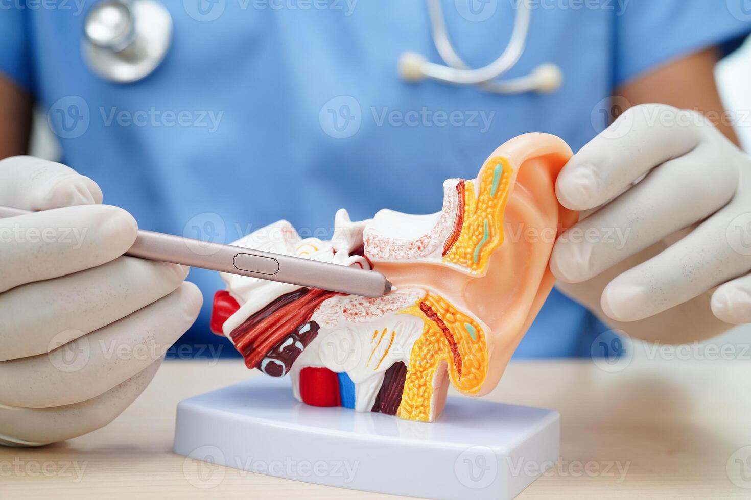 Asian doctor holding human ear model to learn and treat hearing loss in patient. photo