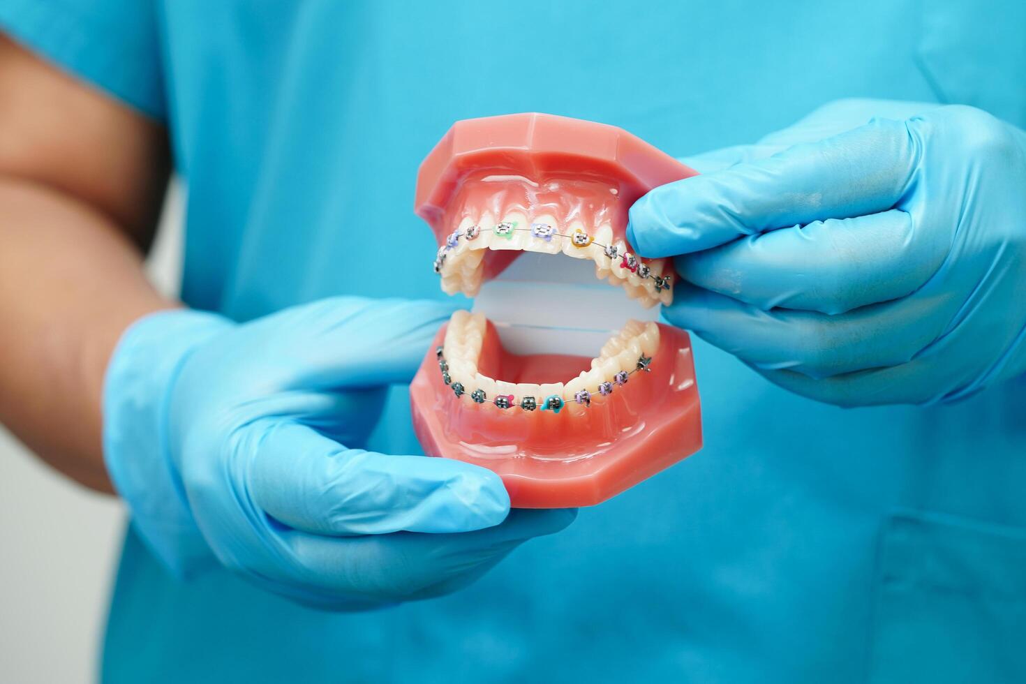 Asian dentist holding dental teeth model for learn about dentistry. photo