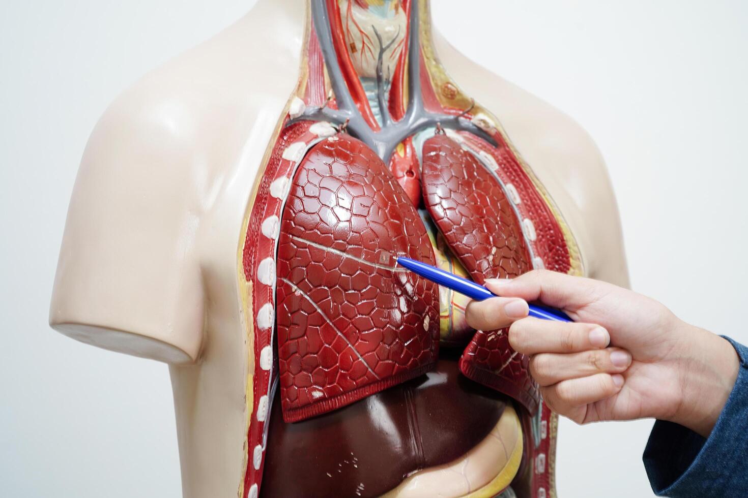 Asian student learning with human body model in anatomy biology in classroom at high school. photo