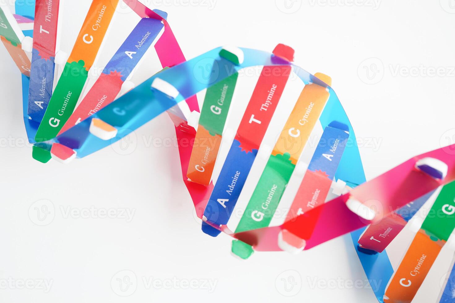 DNA molecule spiral structure model isolated on white background, chromosome and gene chemical science biology. photo