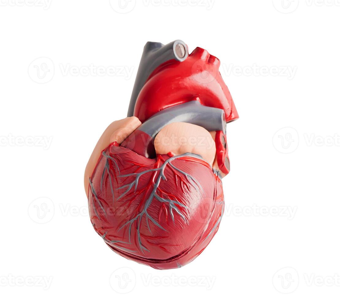 Heart human model isolated on white background with clipping path copy space, Cardiovascular disease CDV. photo