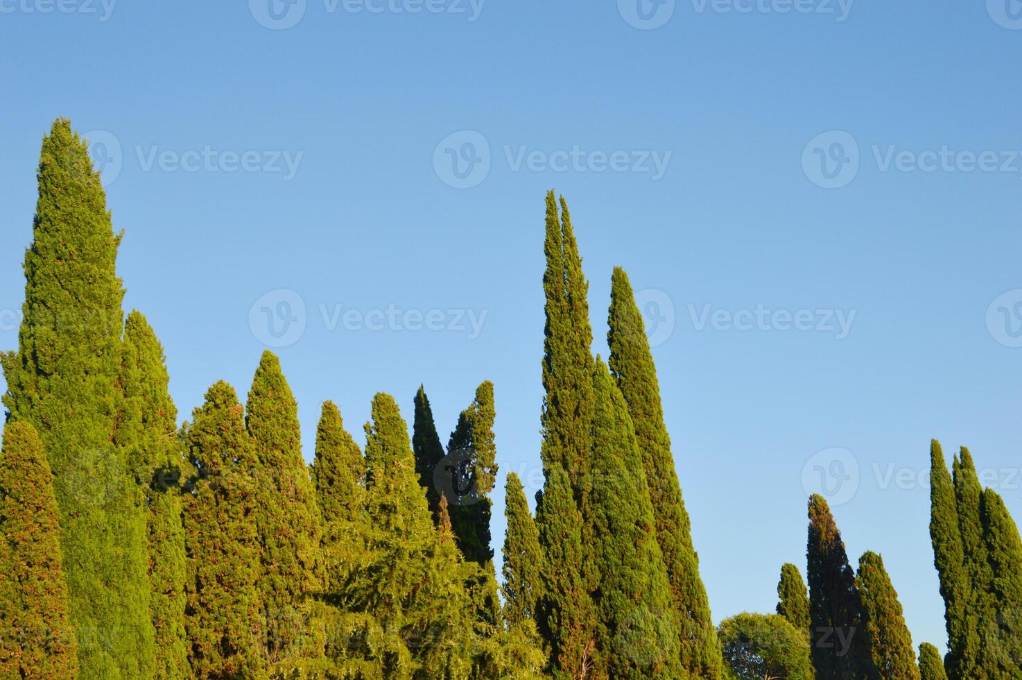 Green cypress trees reach their peaks towards the blue sky on a sunny day. Vivid natural landscape. photo