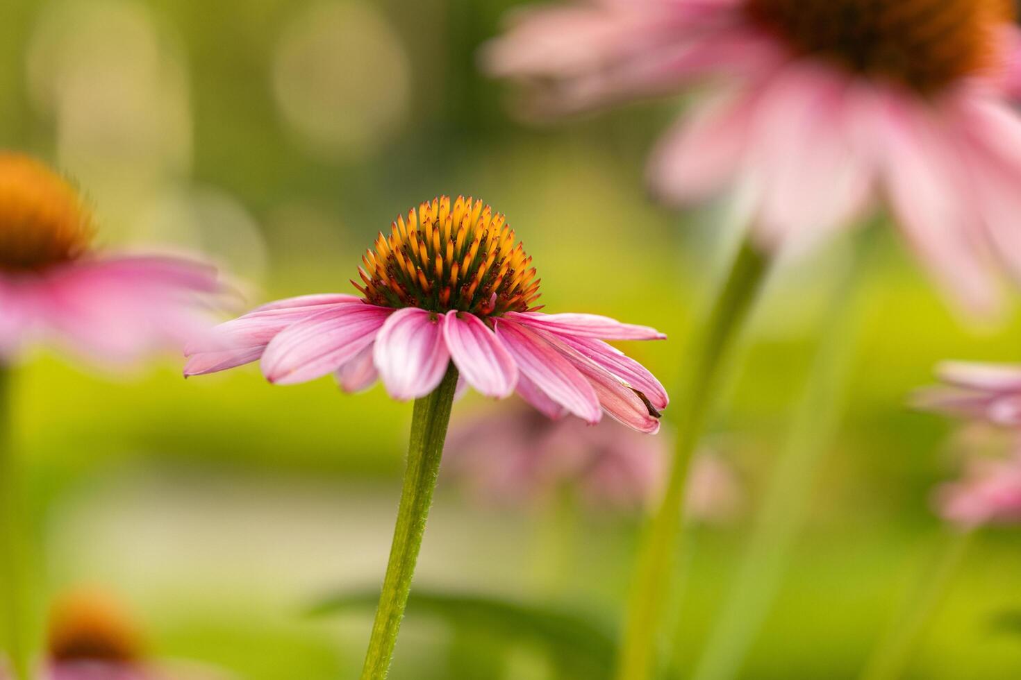 beautiful image of soft pink flowers in a meadow, beautifully blurred background photo